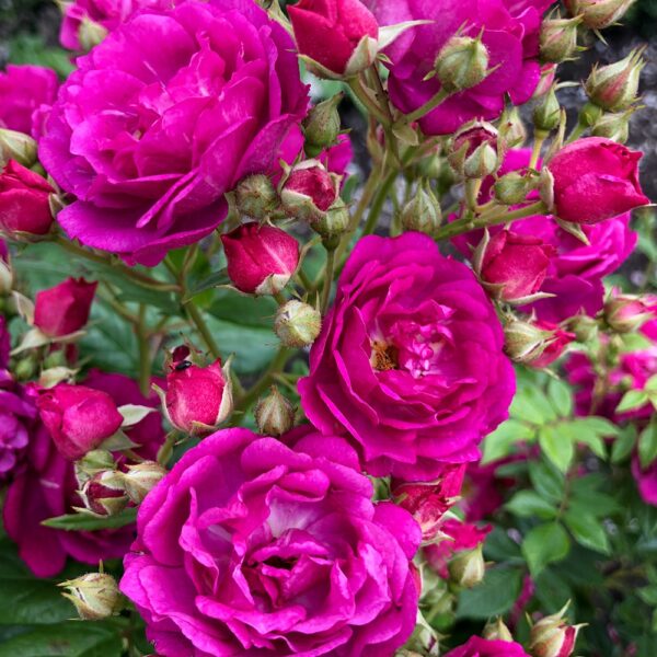 Rose Climber 'Purple Siluetta'