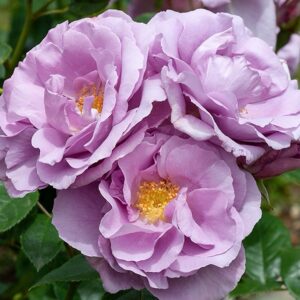 Rose Forget me not 450mm std