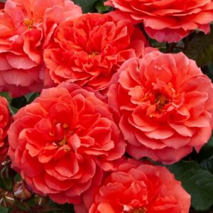 Rose My Grandad 450mm STD