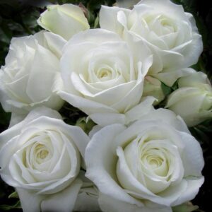 Rose 'Luminis' 450mm Standard