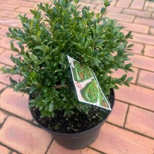 Buxus sempervirens - Boxwood 'Balls'
