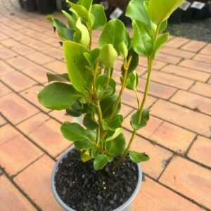 Griselinia 'Broadway Mint' 2L
