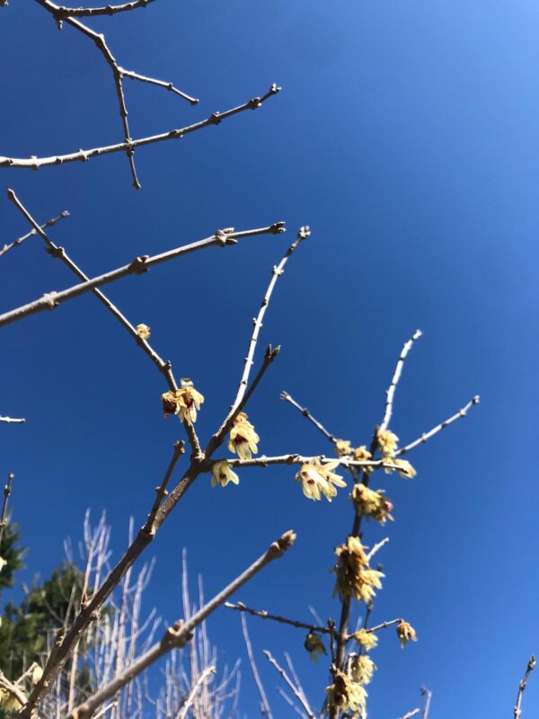 Chimonanthus praecox 'Winter Sweet' 4L - Image 3