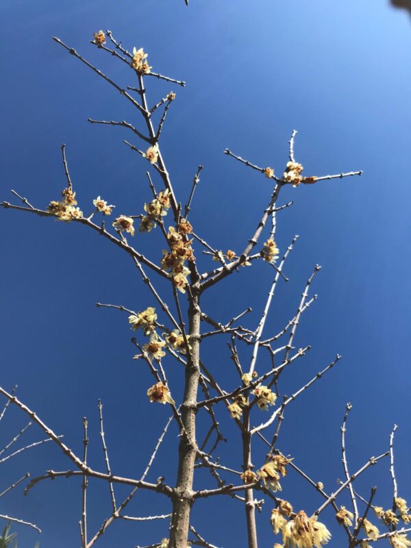 Chimonanthus praecox 'Winter Sweet' 4L - Image 2