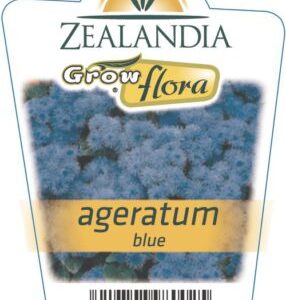 Ageratum 'Blue' 6pack