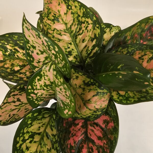Aglaonema Wishes