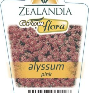 Alyssum 'Pink' 6pack