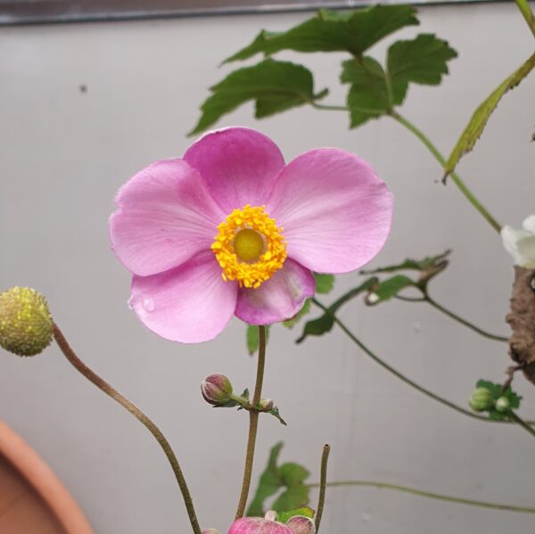 Anemone ' Dark Pink' 1.5L