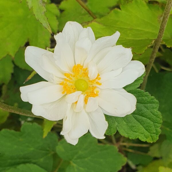 Anemone Japonica 'Double White' 2L