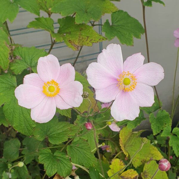 Anemone ' Pink' 6L