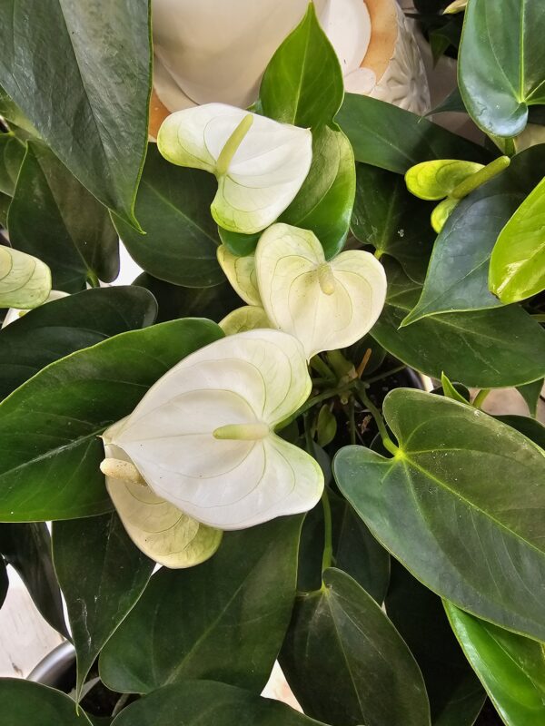 Anthurium 9cm