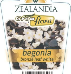 Begonia 'Bronze White' 6pack
