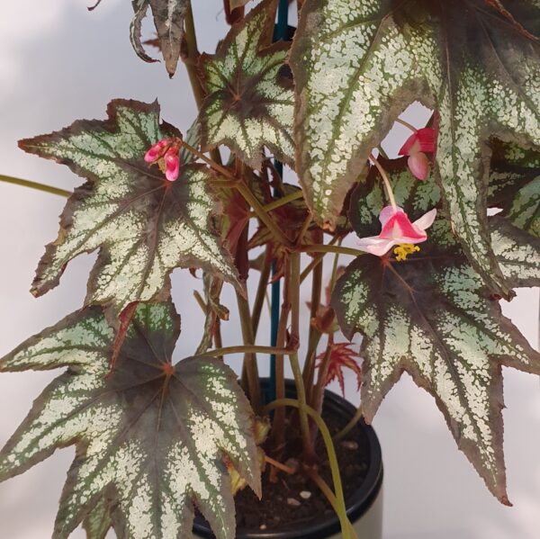 Begonia 'Brother Montgomery'