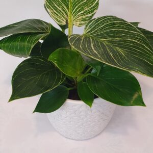 Philodendron 'Birkin' 12cm