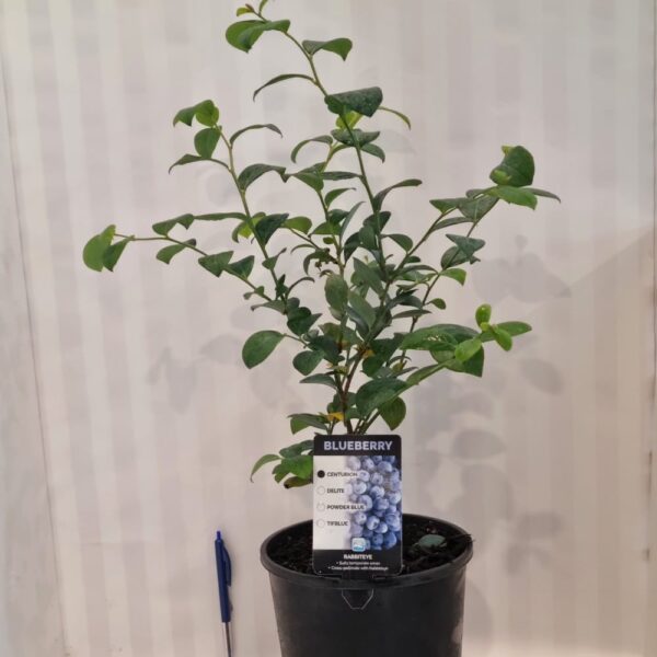 Blueberry 'Centurion' 3.3L
