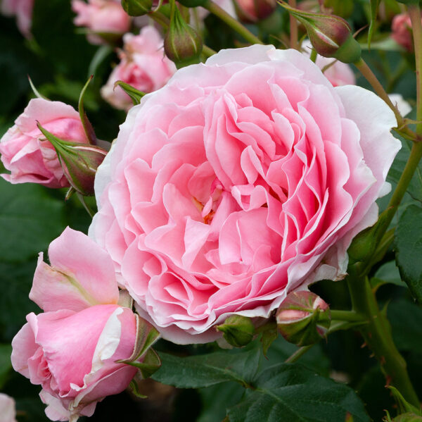 Rose climber 'Bubblegum'