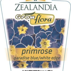Primrose 'Paridise Blue/White' 6pack