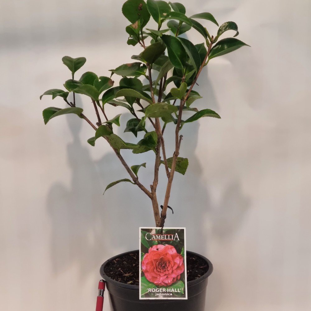 Camellia Roger Hall 1.5LN - Lushingtons