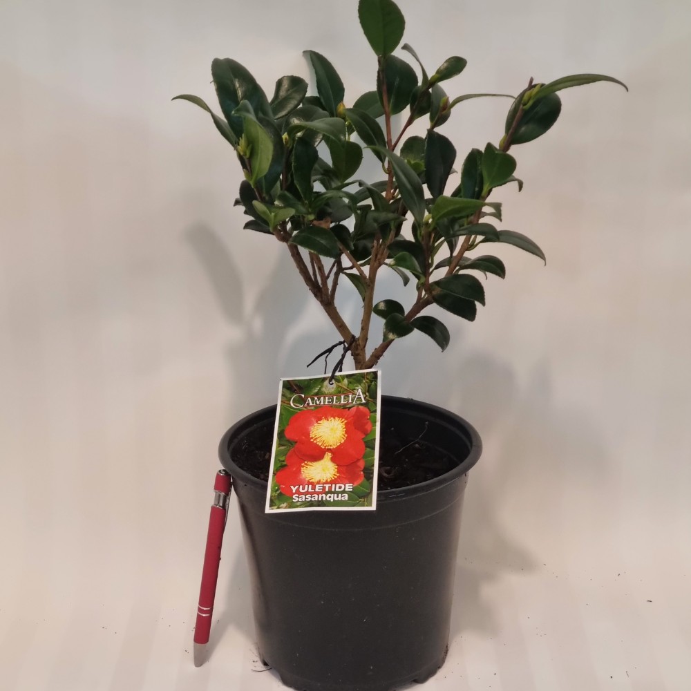 Camellia 'Yuletide' 2l - Lushingtons