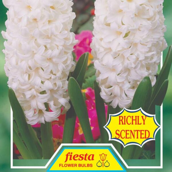Hyacinth 'Carnegie' 3 bulbs