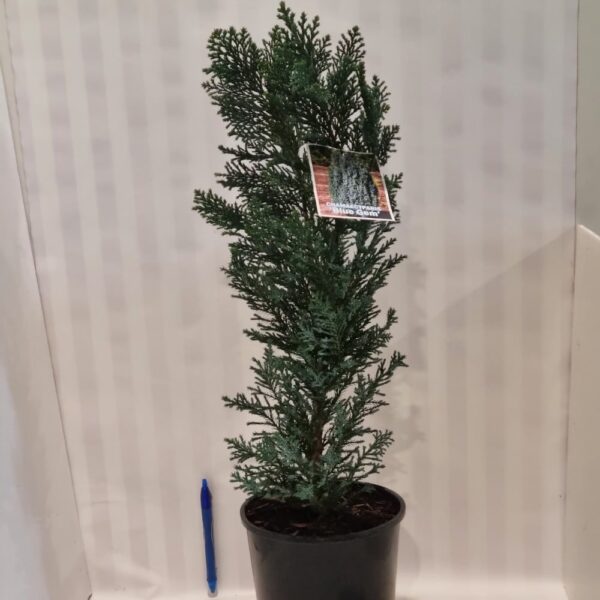 Chamaecyparis lawsoniana  'Blue Gem' 2.5L