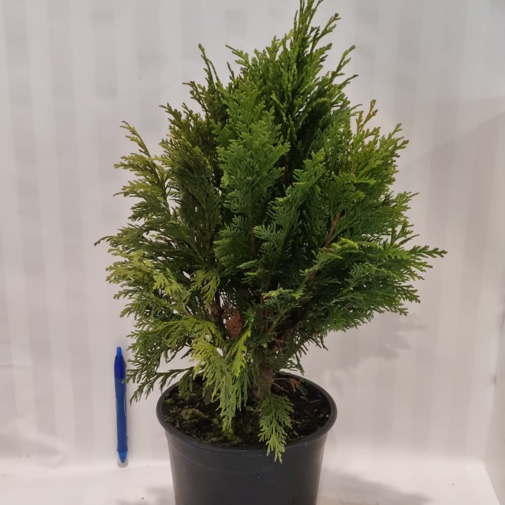 Chamaecyparis lawsoniana 'Minima' 2L - Lushingtons