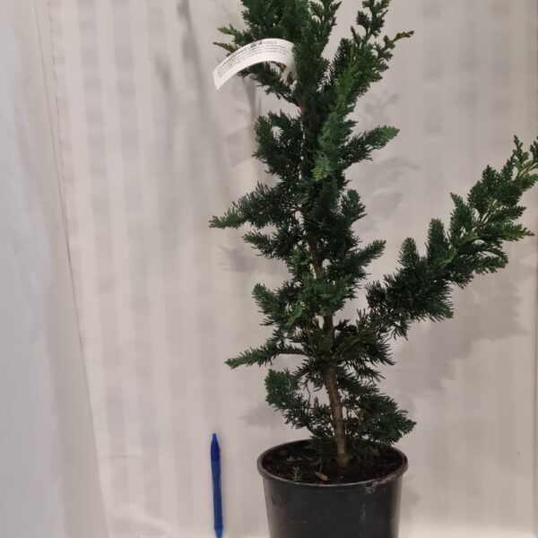 Chamaecyparis lawsoniana 'wisselii'
