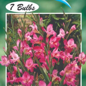 Gladioli Nanus 'Charm' 7 bulbs