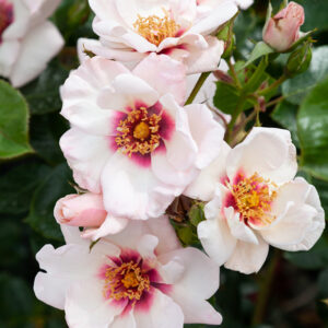 Rose 'Chawton Cottage' Climber