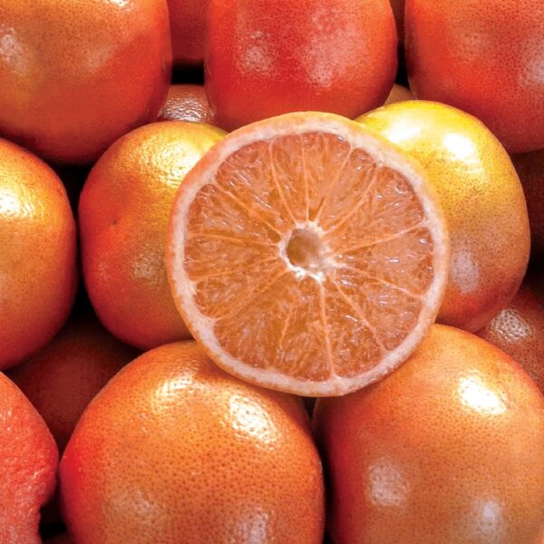 Citrus Grapefruit 'Cutlers Red' 4.7L