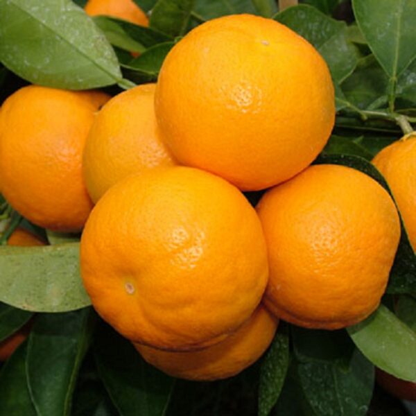 Citrus Tangelo 'Seminole'-4.7L