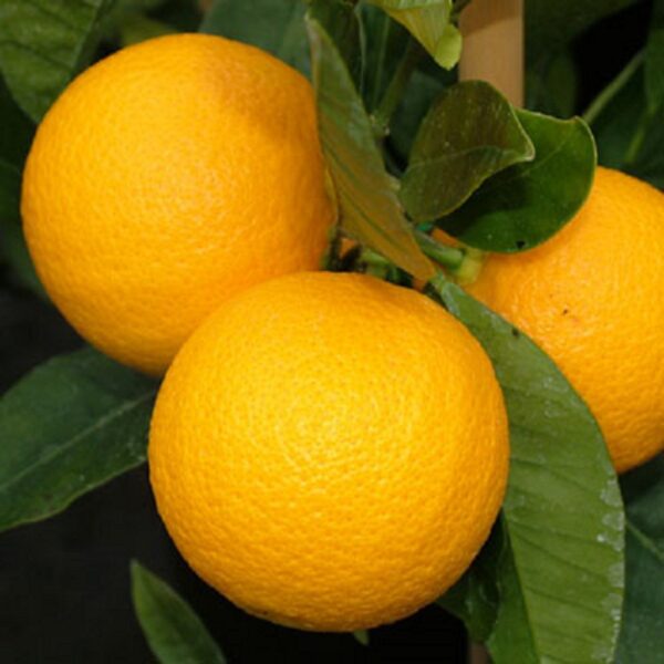 Citrus orange 'Harwood Late' 4.7L