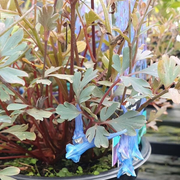 Corydalis 'Blue Heron' 2L - Image 2