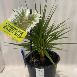 Cordyline 'Karo Kiri' 2L