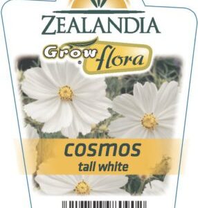 Cosmos 'Tall White' 6 Pack