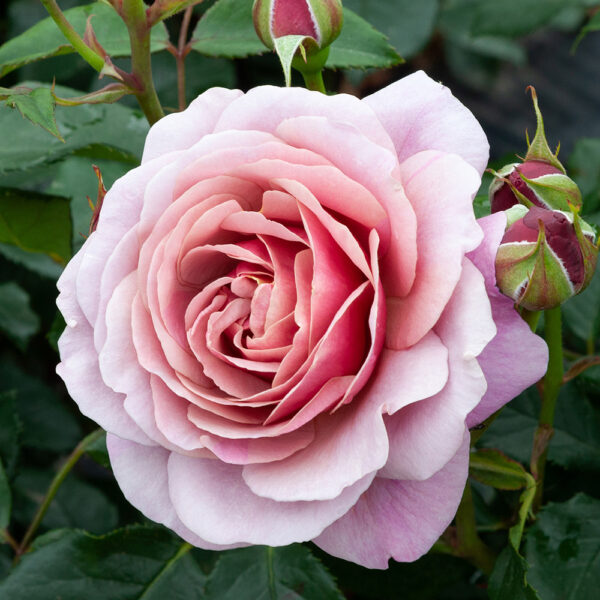 Rose 'Cuppa tea' 6L
