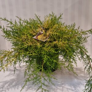 Cupressus macrocarpa  'Golden Halo'