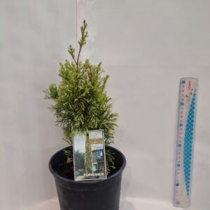 Cupressus Swanes Golden' 2.5L