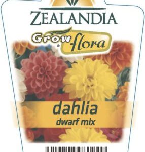 Dahlia 'Dwarf Mix' 6pack