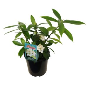 Daphne Perfume 'Princess White'