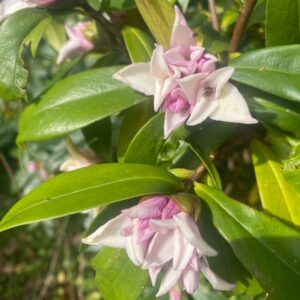 Daphne 'Leucanthe' 6L