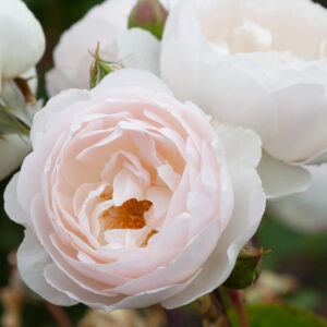 Rose 'Desdemona'