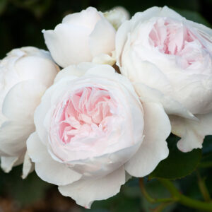 Rose 'Earth Angel'