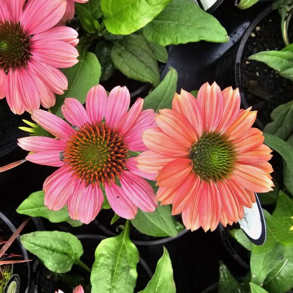Echinacea Evolution Colorific
