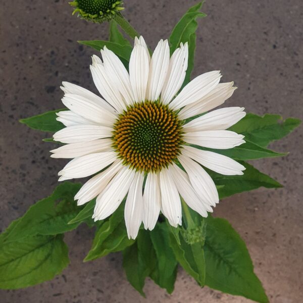 Echinacea ' Happy Stars ' 1.5L