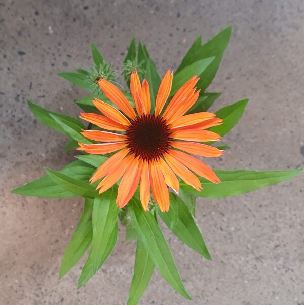 Echinacea Sunmagic Orange - Lushingtons