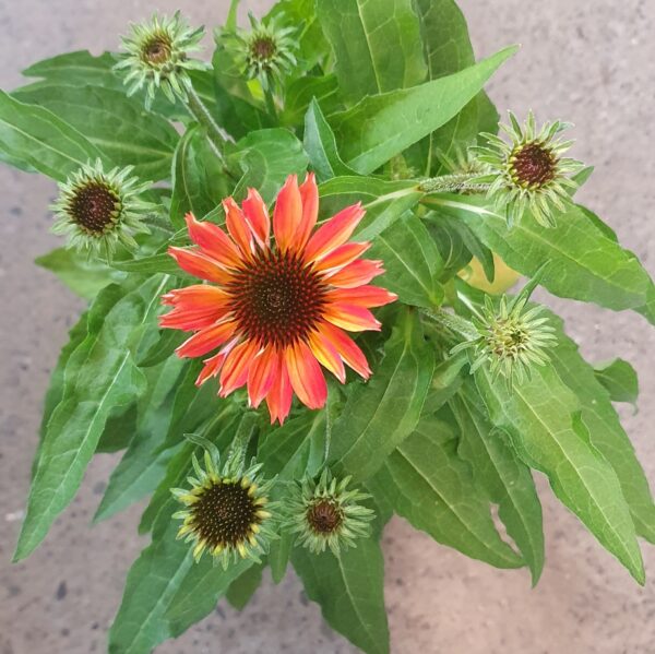 Echinacea sunmagic Ruby