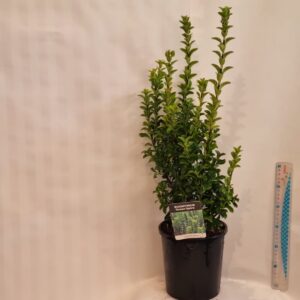 Euonymus 'Green Spire' 4L