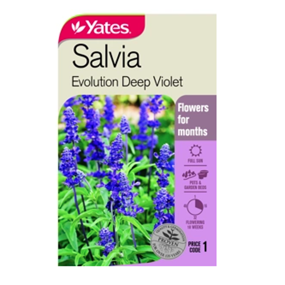 Seed Salvia Evolution Violet - Lushingtons