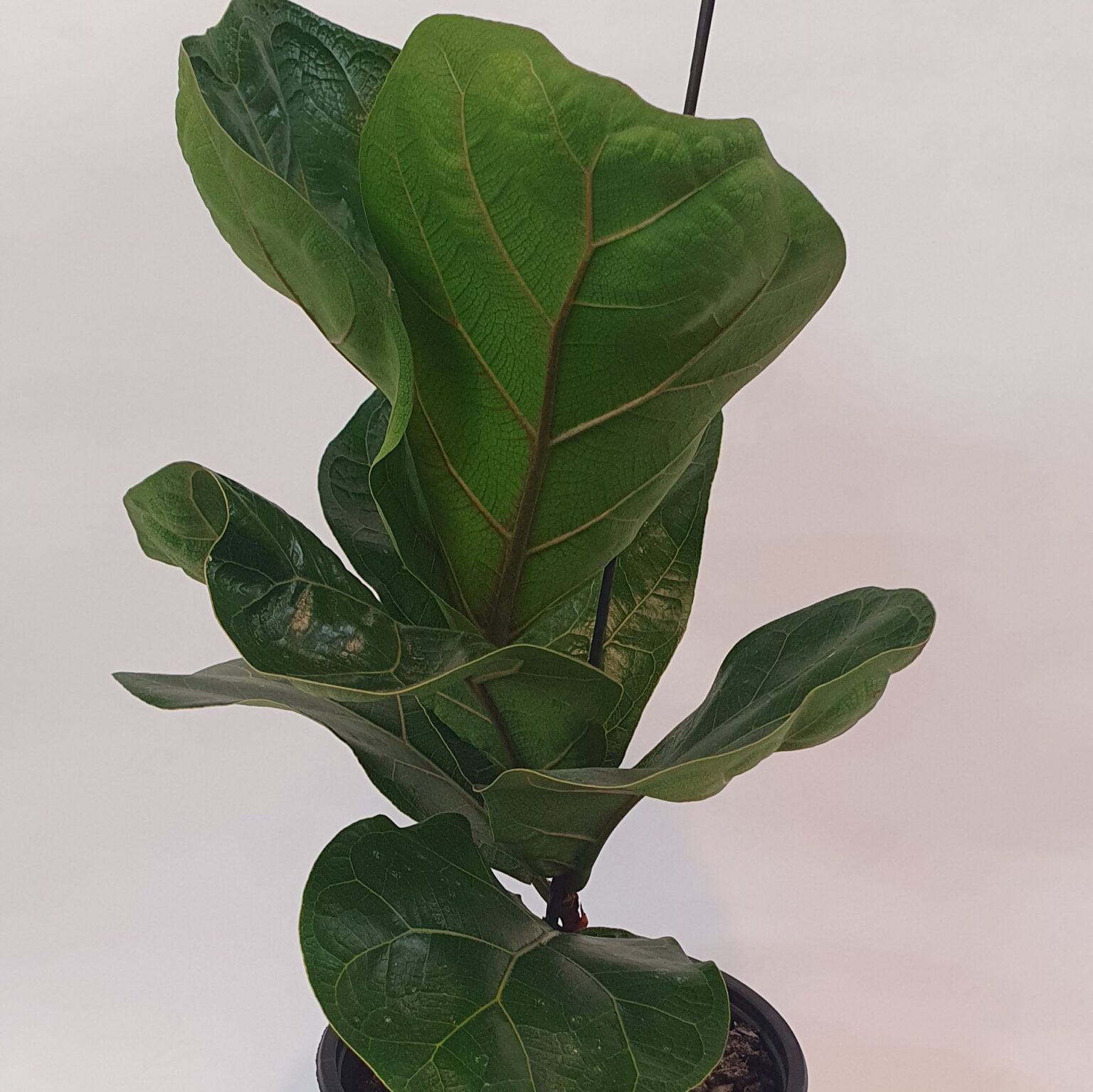 Ficus lyrata bambino 14cm lushingtons